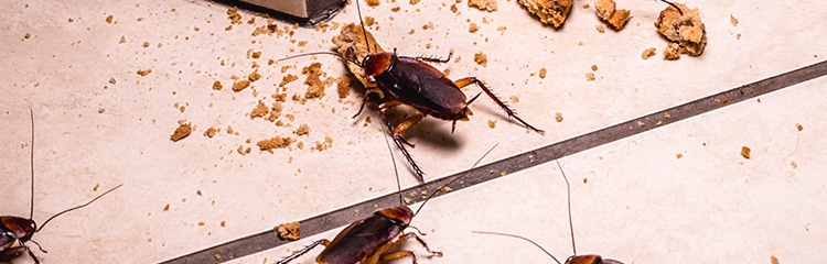 Pest Control Services in Athens, GA