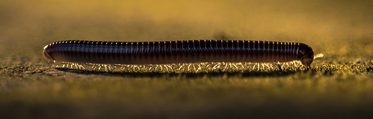 Centipede and Millipede Pest Control