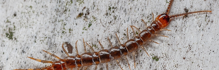 Centipede Insect Control