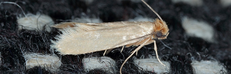 clothe moth