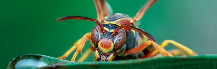 Hornet Close-up
