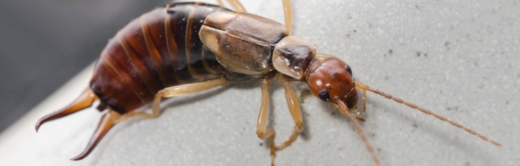 How To Get Rid of Earwigs