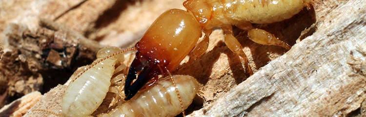 How To Get Rid of Termites