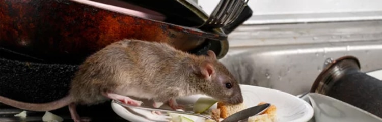 rat problem in kitchen