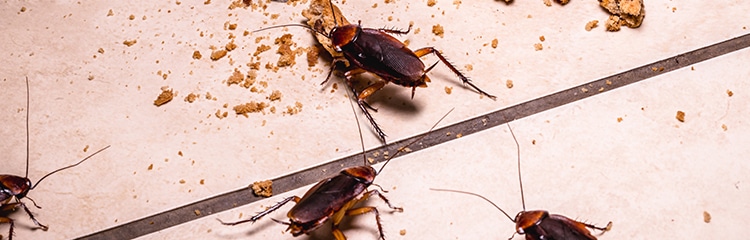 Roach Problem