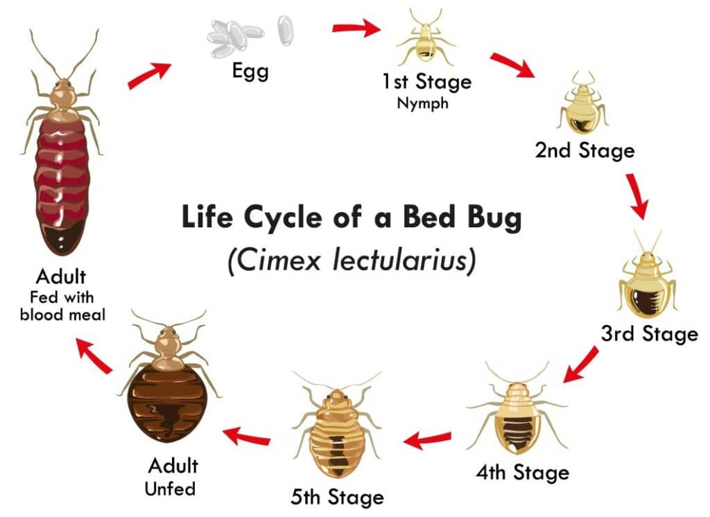 Life Cycle of A Bed Bug