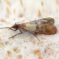 Indian Meal Moths
