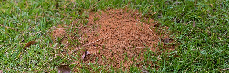 Control for Fire Ants